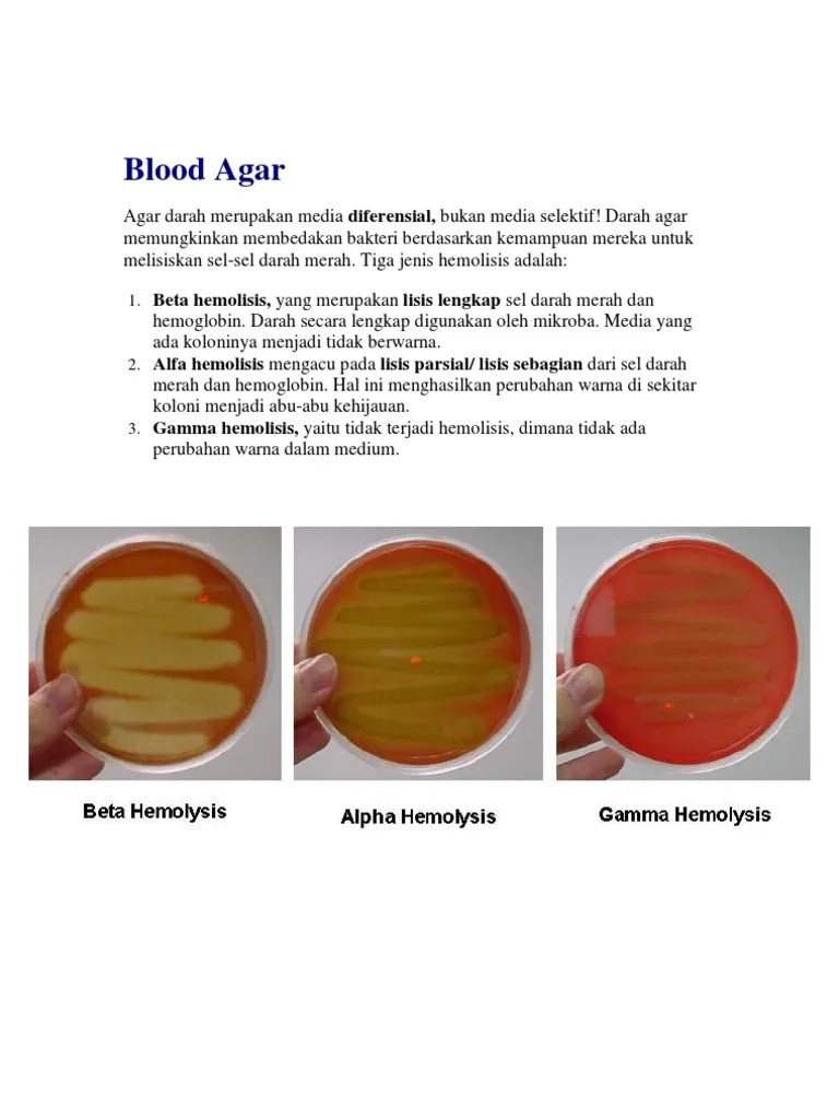 Blood Agar | PDF