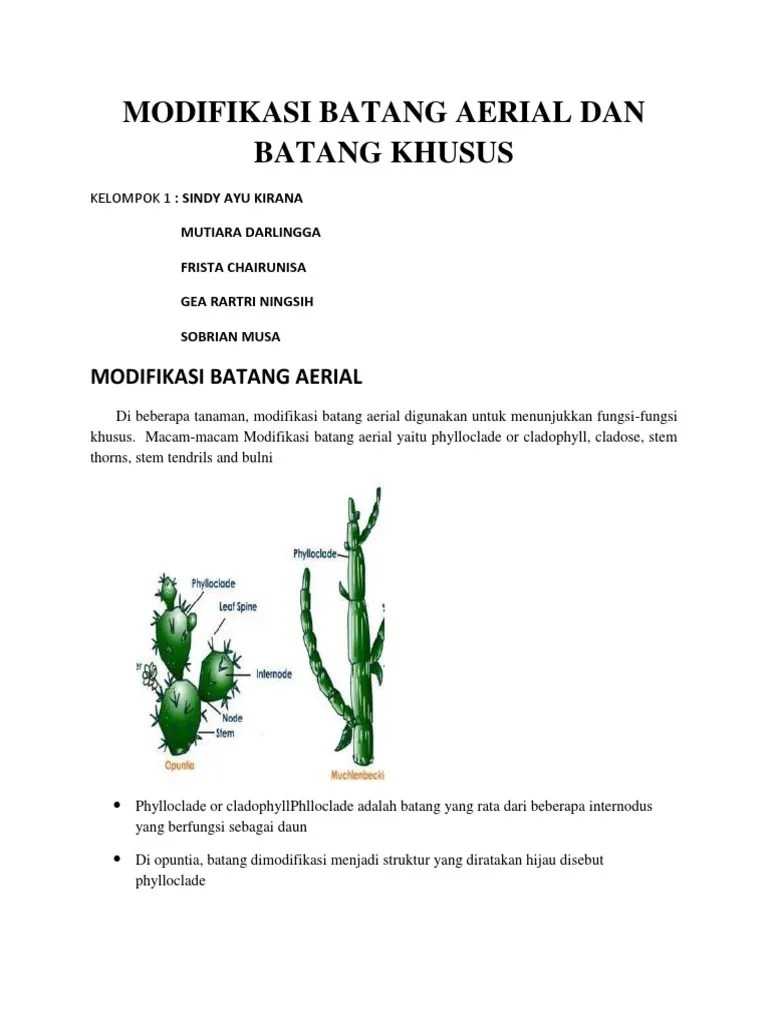 Modifikasi Batang Aerial Dan Batang Khusus | PDF