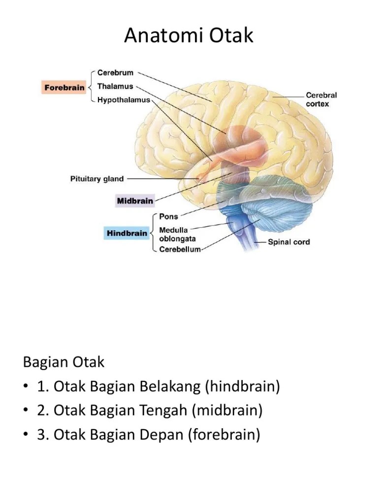Anatomi Otak | PDF