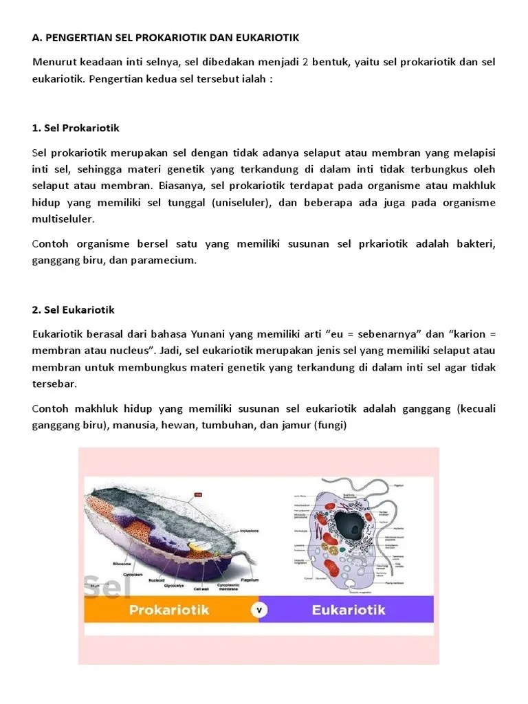 Sel Prokariot Dan Eukariot | PDF