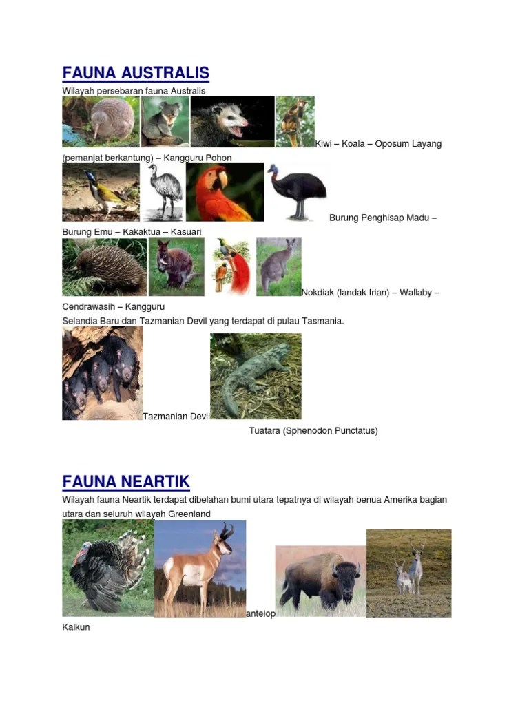 Fauna | PDF