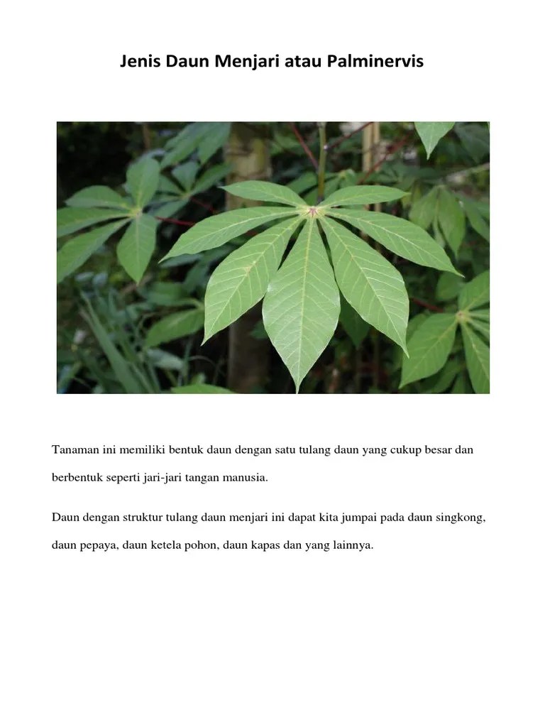 Tulang Daun Menjari - Content