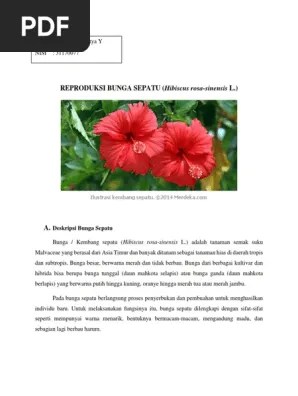 Reproduksi Bunga Sepatu | PDF