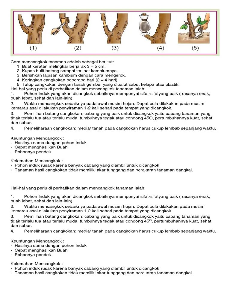 Cara Mencangkok Tanaman Adalah Sebagai Berikut | PDF