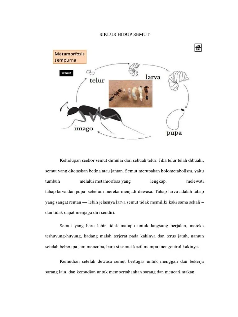 Daur Hidup Semut | PDF