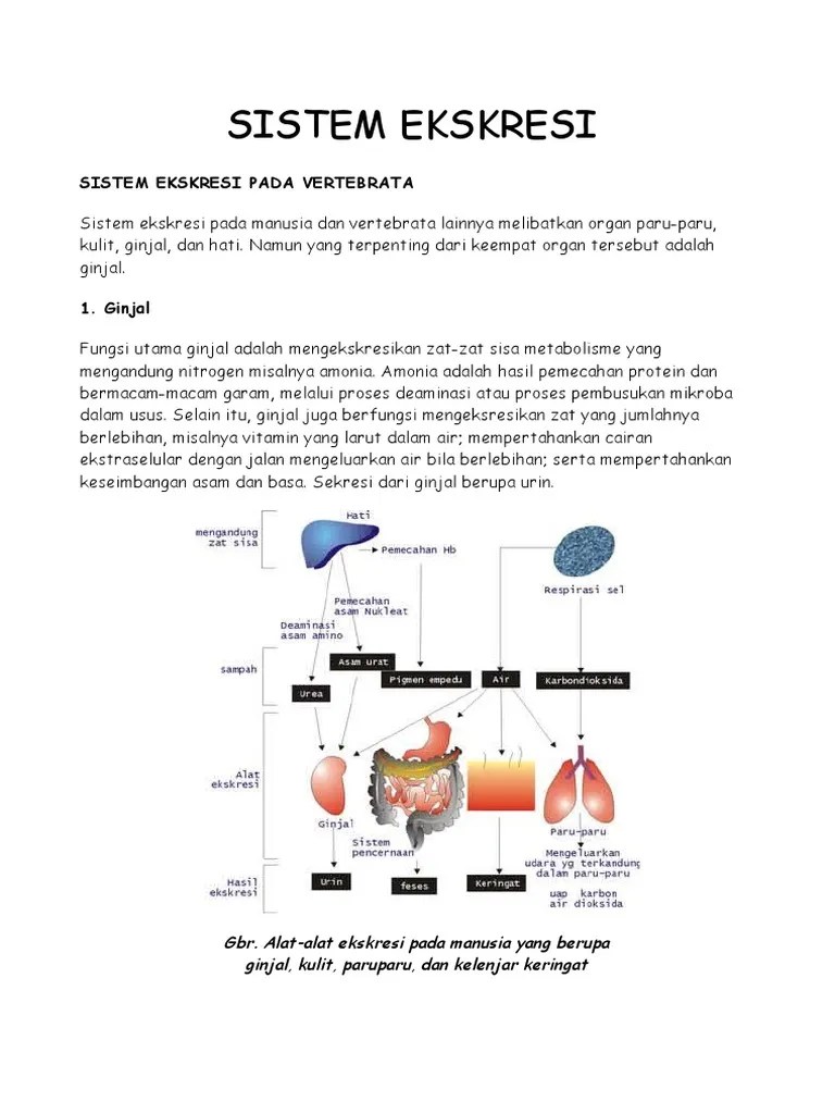 Sistem Ekskresi | PDF