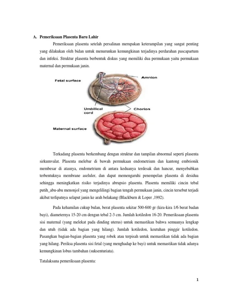 Pemeriksaan Plasenta Baru Lahir | PDF