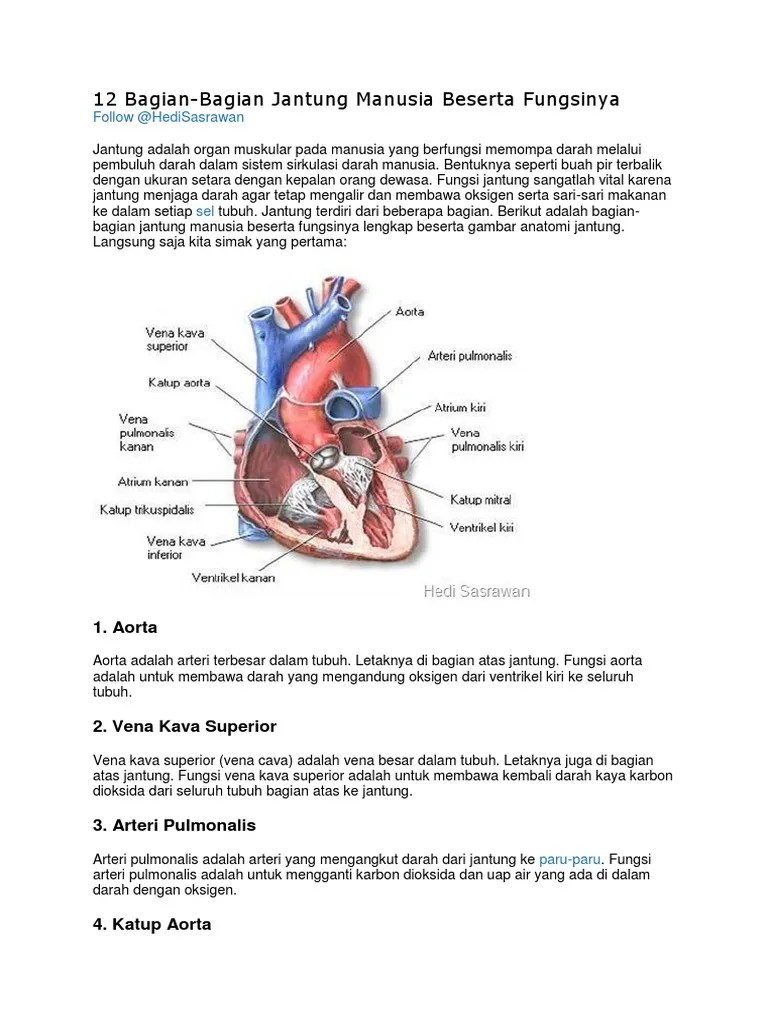 12 Bagian Jantung | PDF