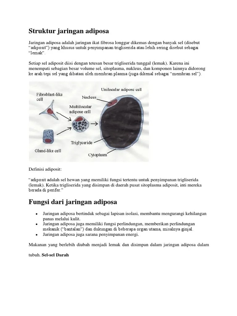 Struktur Jaringan Adiposa | PDF