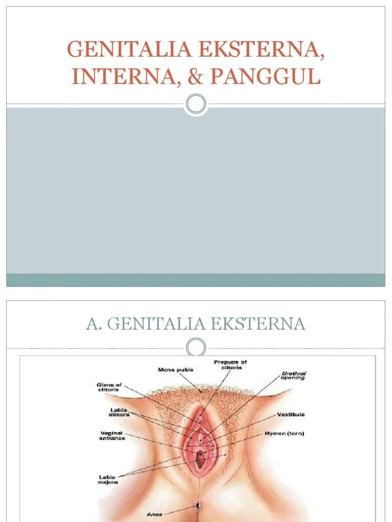 Genitalia Interna, Eksterna &amp; Panggul (1) - 1 | PDF