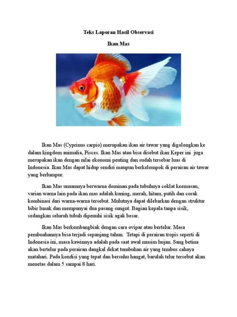 Contoh Teks Laporan Hasil Observasi Hewan Singkat
