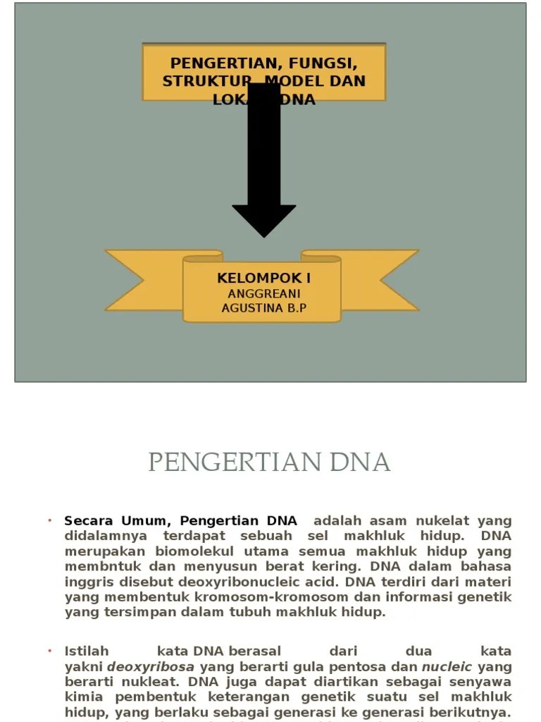 Dna Merupakan Bahan Informasi Genetik Terdapat Di Dalam - DNA Informasi