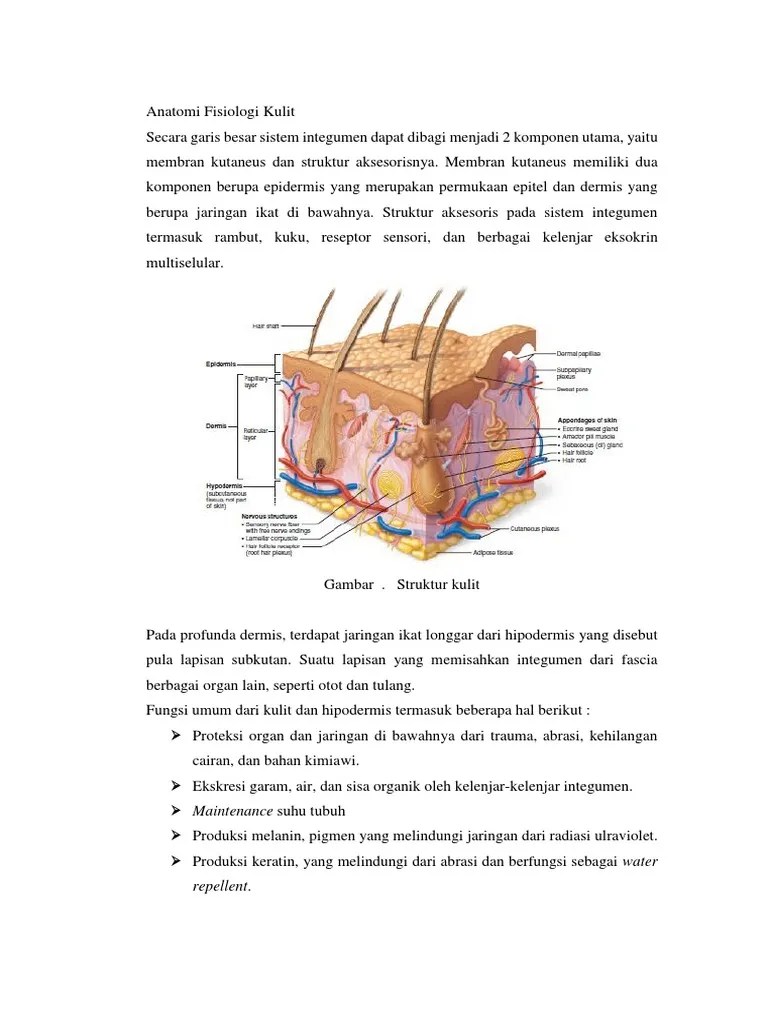 Anatomi Fisiologi Kulit | PDF