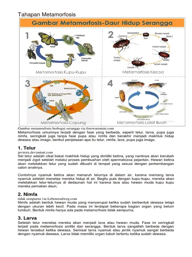 Tahapan Metamorfosis