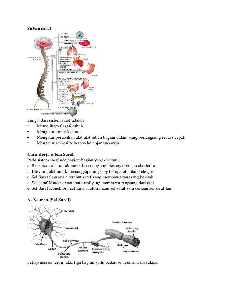 Rangkuman Bio Sistem Saraf | PDF