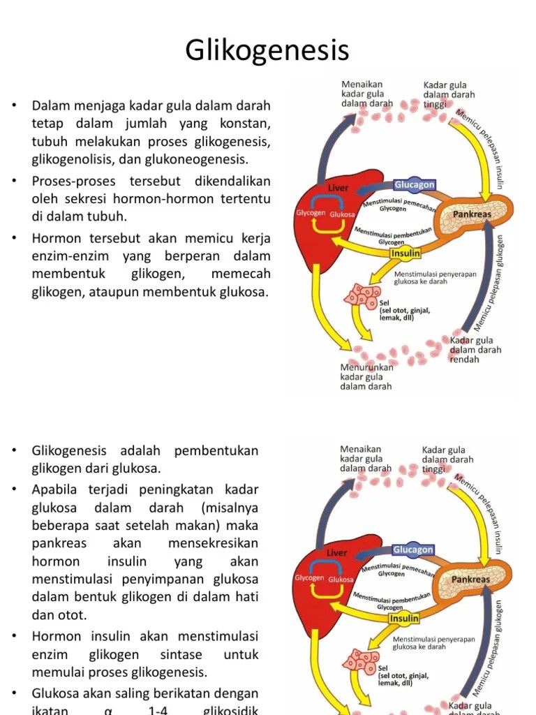 Metabolismekarbohidrat2 | PDF