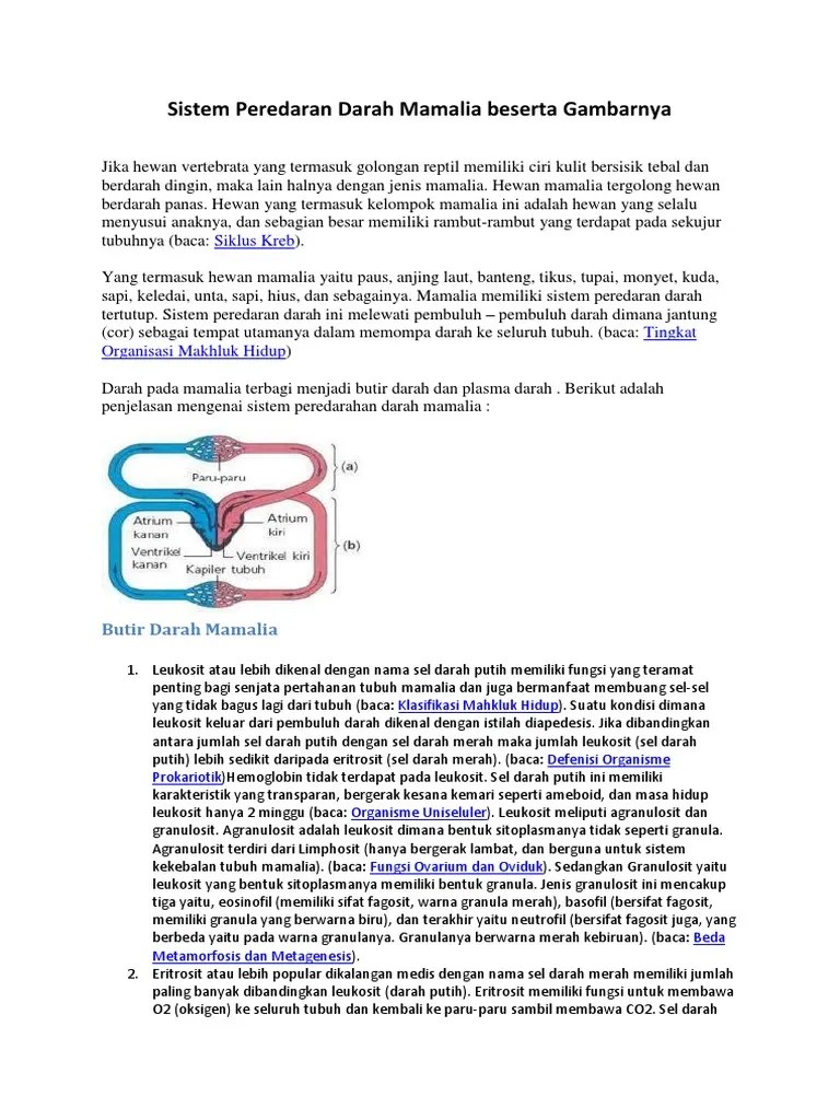 Sistem Peredaran Darah Mamalia Beserta Gambarnya | PDF