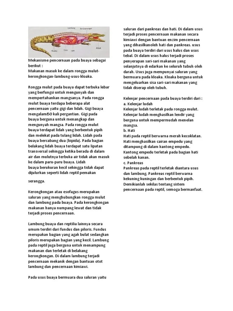 Mekanisme Pencernaan Pada Buaya Sebagai Berikut | PDF
