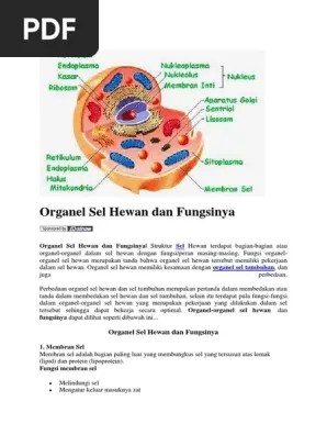 Organel Sel Hewan Dan Fungsinya | PDF