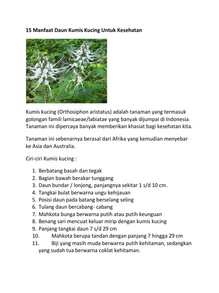 15 Manfaat Daun Kumis Kucing Untuk Kesehatan | PDF