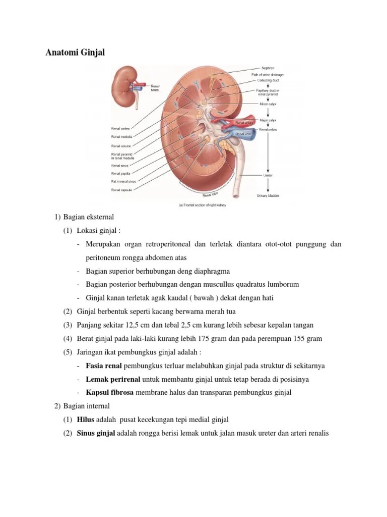 Anatomi Ginjal | PDF