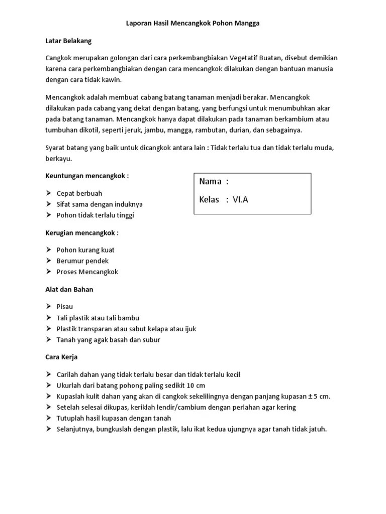 Laporan Mencangkok Mangga | PDF