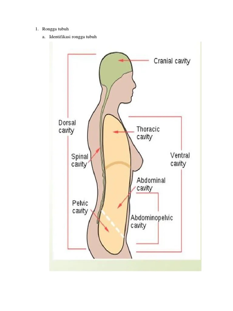 Gambar Rongga Tubuh | PDF