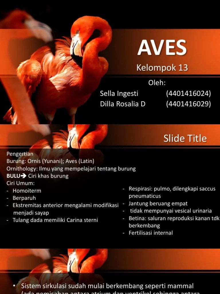 Aves | PDF