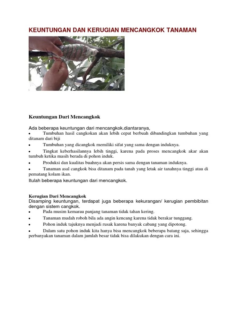 Keuntungan Dan Kerugian Mencangkok Tanaman | PDF