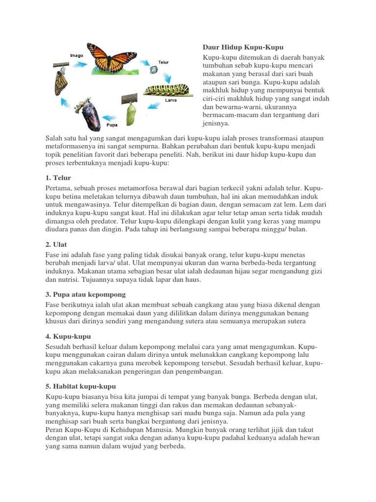 Daur Hidup Kupu | PDF