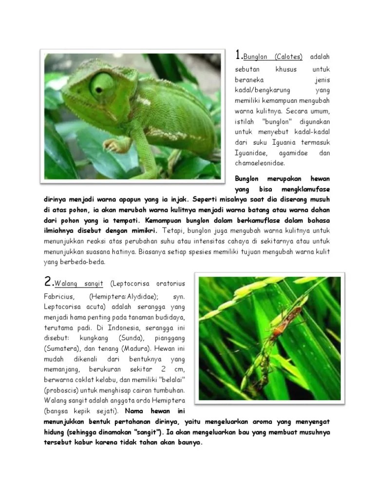 Ciri Khusus Hewan Dalam Melindungi Diri | PDF