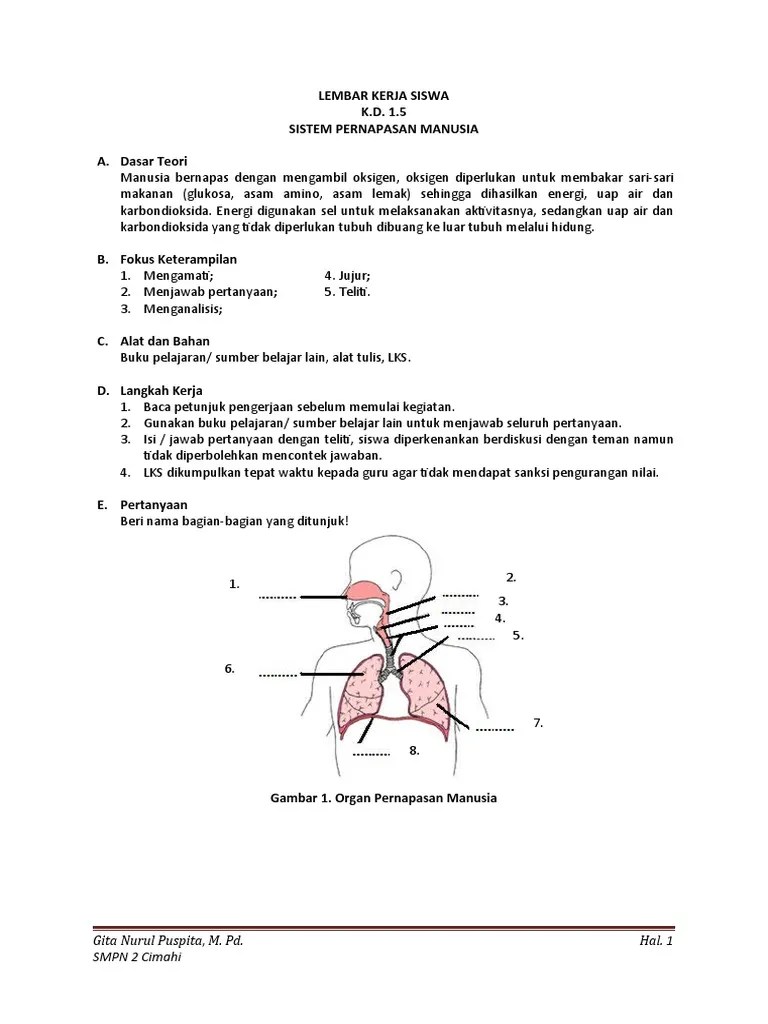 Soal Dan Jawaban Sistem Pernapasan Pada Manusia Kelas 8 - Dapatkan Data