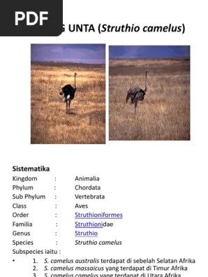 BURUNG UNTA (Struthio Camelus) | PDF
