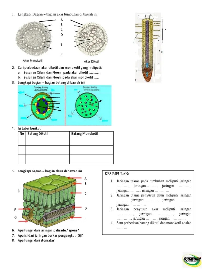 Penampang Melintang Akar Batang Daun | PDF