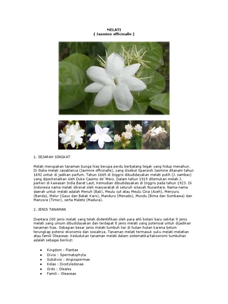 Budidaya Tanaman Melati | PDF