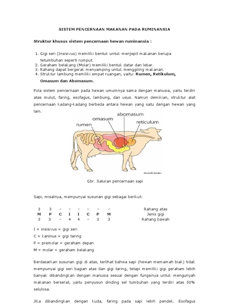 Pencernaan Makanan Pada Sapi | PDF