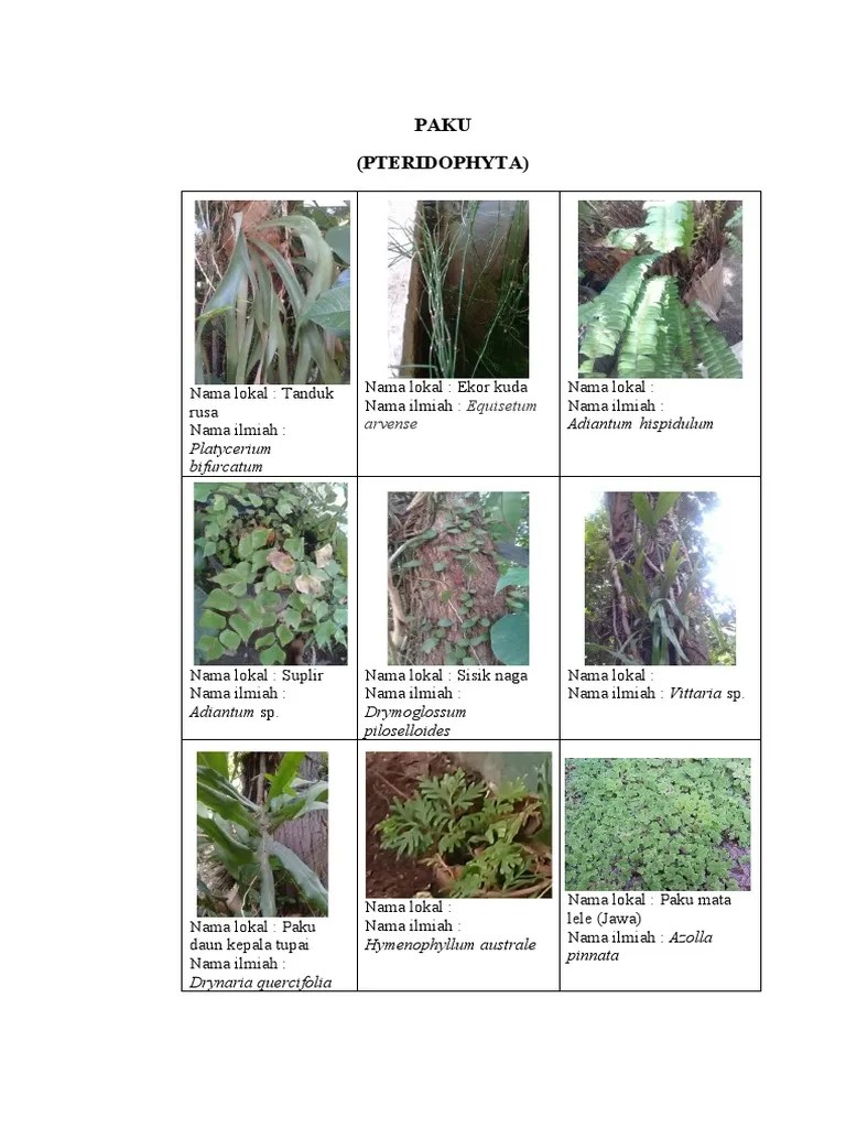Paku 1 | PDF
