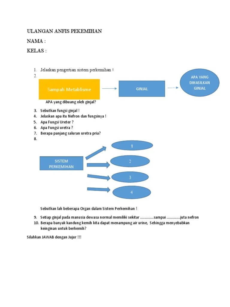 Ulangan Anfis Pekemihan | PDF