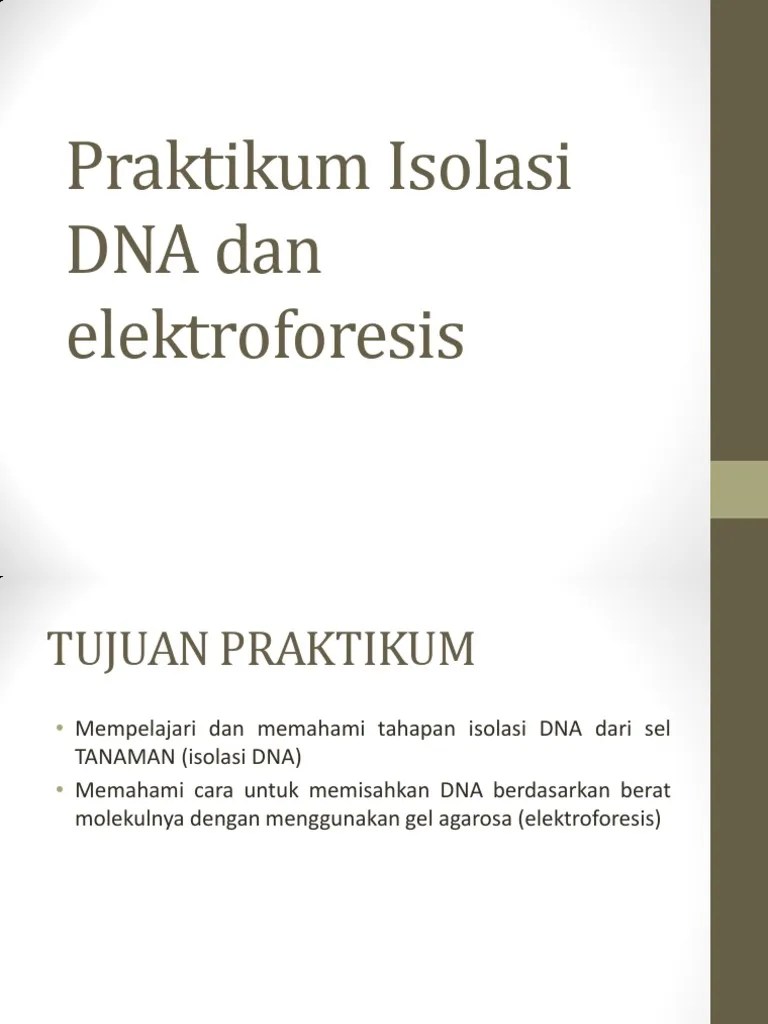 #4 Prakt in Vitro Biotek - Isolasi Dna Dan Elektroforesis | PDF