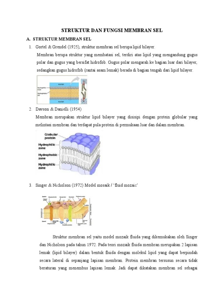 Fungsi Protein Globular Pada Membran Sel