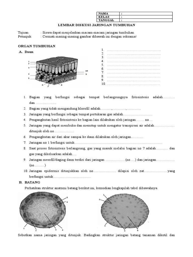 Tugas Diskusi Jaringan Tumbuhan | PDF