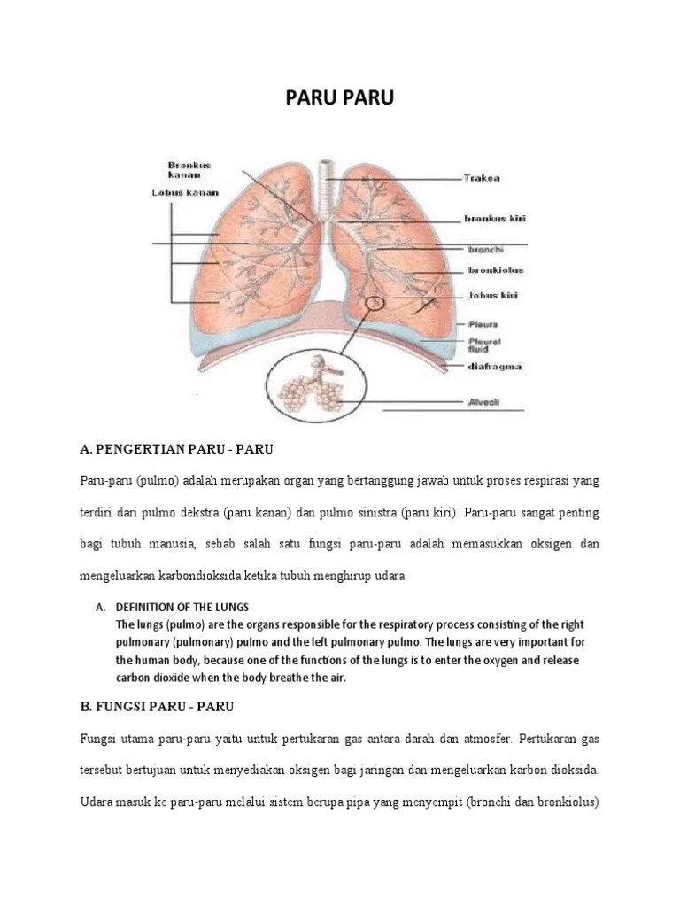 Organ Tubuh Dalam Bahasa Inggris | PDF