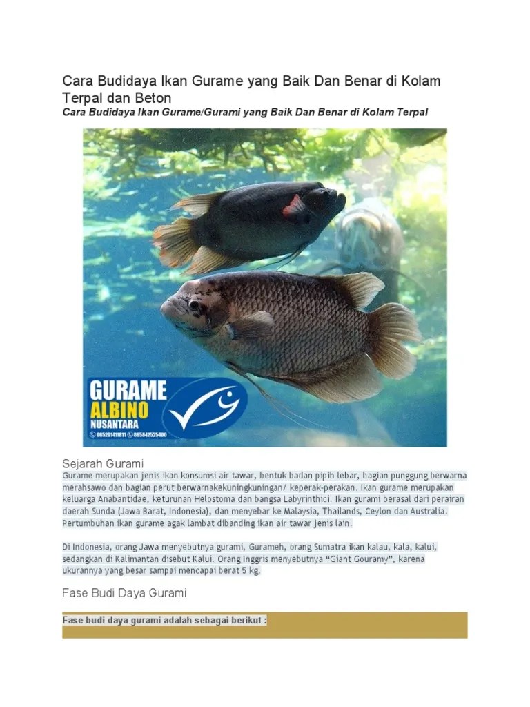 Cara Budidaya Ikan Gurame Yang Baik Dan Benar Di Kolam Terpal Dan Beton M |  PDF