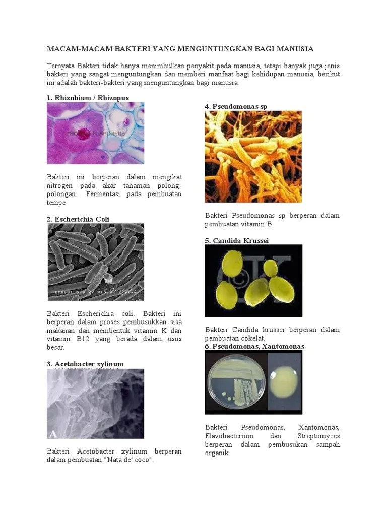 10 Bakteri Merugikan