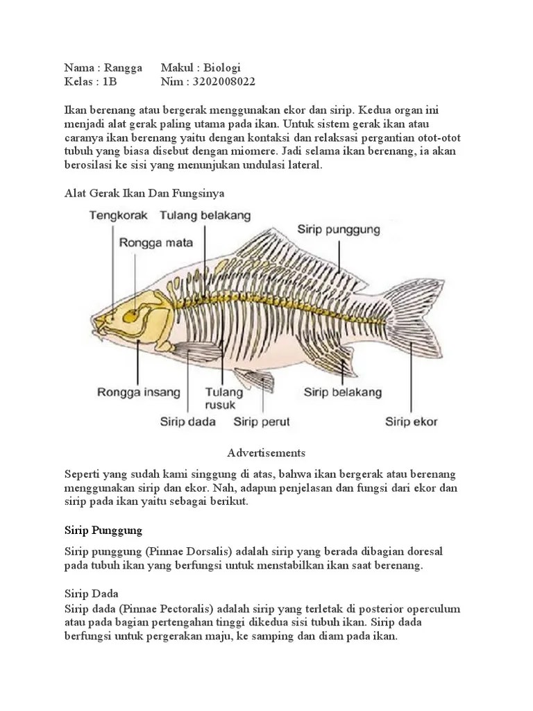 Fungsi sirip ikan - Angkoo
