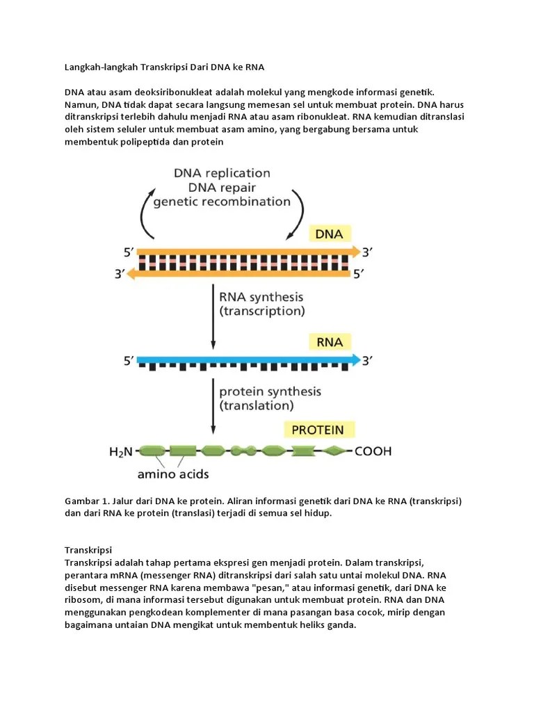 DNA RNA | PDF