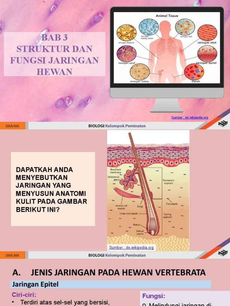 Jaringan Hewan | PDF
