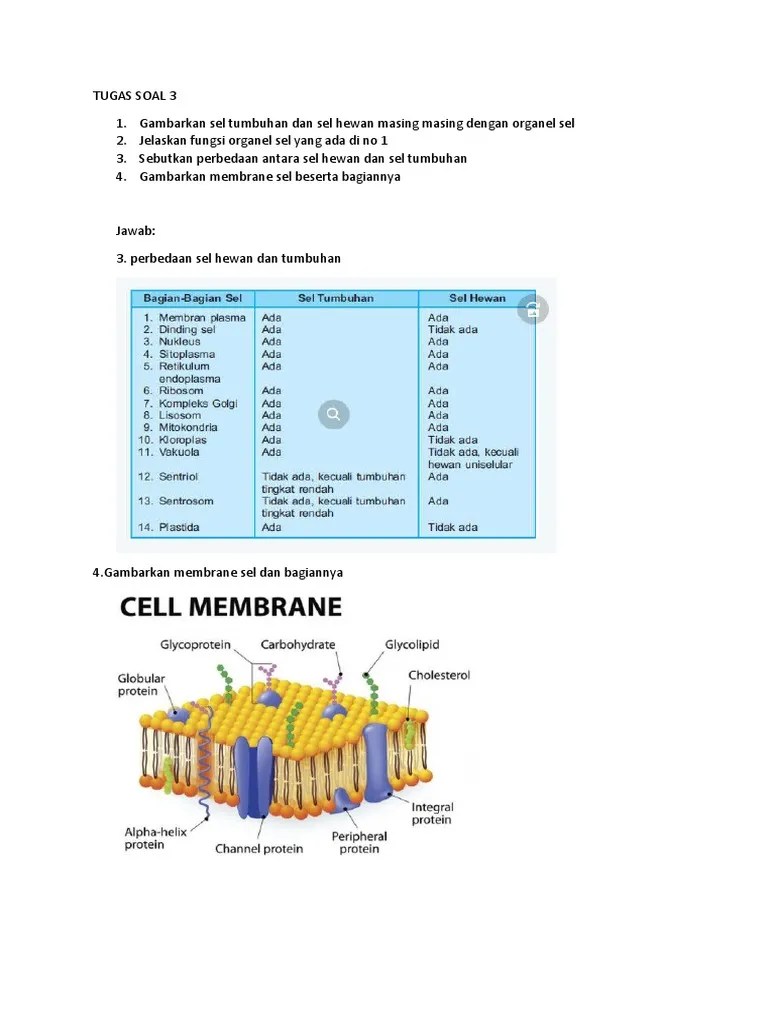 Bio 7 Ags Tugas Soal 3 | PDF