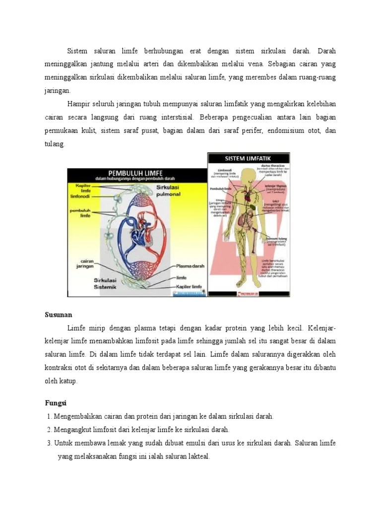 Sistem Saluran Limfe Berhubungan Erat Dengan Sistem Sirkulasi Darah | PDF