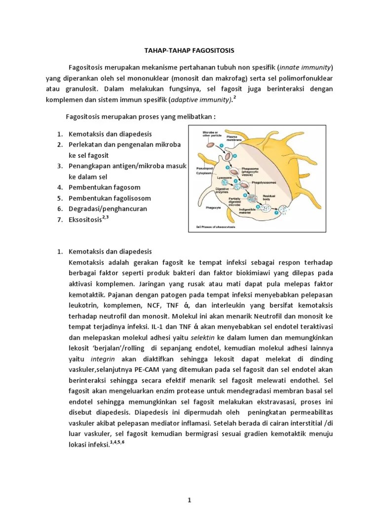 FAGOSITOSIS | PDF